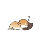 ふてぶてしいチワワとマイペースな柴犬（個別スタンプ：3）