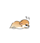 ふてぶてしいチワワとマイペースな柴犬（個別スタンプ：4）