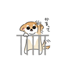 ふてぶてしいチワワとマイペースな柴犬（個別スタンプ：5）