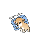 ふてぶてしいチワワとマイペースな柴犬（個別スタンプ：6）