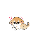 ふてぶてしいチワワとマイペースな柴犬（個別スタンプ：16）