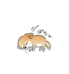 ふてぶてしいチワワとマイペースな柴犬（個別スタンプ：21）