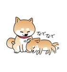 ふてぶてしいチワワとマイペースな柴犬（個別スタンプ：22）