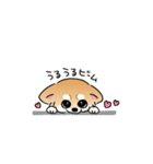 ふてぶてしいチワワとマイペースな柴犬（個別スタンプ：30）