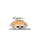 ふてぶてしいチワワとマイペースな柴犬（個別スタンプ：31）