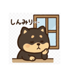 がんばる豆柴（個別スタンプ：10）