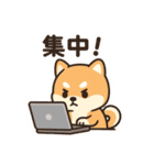 がんばる豆柴（個別スタンプ：18）