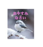 リアルなシマエナガのスタンプ（個別スタンプ：5）