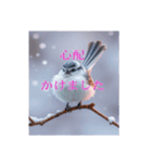 リアルなシマエナガのスタンプ（個別スタンプ：16）