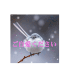 リアルなシマエナガのスタンプ（個別スタンプ：30）