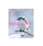 リアルなシマエナガのスタンプ（個別スタンプ：36）