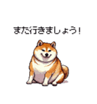 お誘いで使える 太っちょ柴犬（個別スタンプ：5）