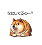 お誘いで使える 太っちょ柴犬（個別スタンプ：6）