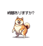 お誘いで使える 太っちょ柴犬（個別スタンプ：11）