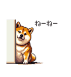 お誘いで使える 太っちょ柴犬（個別スタンプ：22）