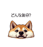 お誘いで使える 太っちょ柴犬（個別スタンプ：28）