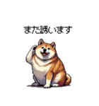 お誘いで使える 太っちょ柴犬（個別スタンプ：36）