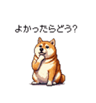 お誘いで使える 太っちょ柴犬（個別スタンプ：38）