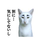 ツンデレ猫「マロ」〜眉毛で語る気まぐれ王（個別スタンプ：1）
