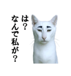 ツンデレ猫「マロ」〜眉毛で語る気まぐれ王（個別スタンプ：2）