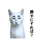 ツンデレ猫「マロ」〜眉毛で語る気まぐれ王（個別スタンプ：3）