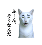 ツンデレ猫「マロ」〜眉毛で語る気まぐれ王（個別スタンプ：4）