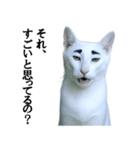 ツンデレ猫「マロ」〜眉毛で語る気まぐれ王（個別スタンプ：5）