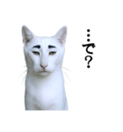 ツンデレ猫「マロ」〜眉毛で語る気まぐれ王（個別スタンプ：6）