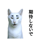 ツンデレ猫「マロ」〜眉毛で語る気まぐれ王（個別スタンプ：7）