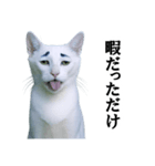 ツンデレ猫「マロ」〜眉毛で語る気まぐれ王（個別スタンプ：8）