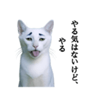 ツンデレ猫「マロ」〜眉毛で語る気まぐれ王（個別スタンプ：9）