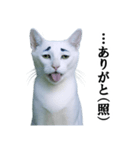 ツンデレ猫「マロ」〜眉毛で語る気まぐれ王（個別スタンプ：11）