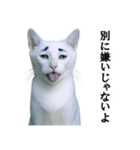 ツンデレ猫「マロ」〜眉毛で語る気まぐれ王（個別スタンプ：12）