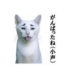 ツンデレ猫「マロ」〜眉毛で語る気まぐれ王（個別スタンプ：13）