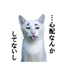 ツンデレ猫「マロ」〜眉毛で語る気まぐれ王（個別スタンプ：14）