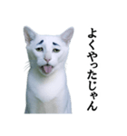 ツンデレ猫「マロ」〜眉毛で語る気まぐれ王（個別スタンプ：15）