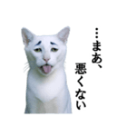 ツンデレ猫「マロ」〜眉毛で語る気まぐれ王（個別スタンプ：16）