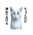 ツンデレ猫「マロ」〜眉毛で語る気まぐれ王（個別スタンプ：17）