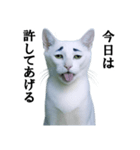 ツンデレ猫「マロ」〜眉毛で語る気まぐれ王（個別スタンプ：18）