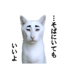 ツンデレ猫「マロ」〜眉毛で語る気まぐれ王（個別スタンプ：19）