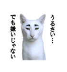 ツンデレ猫「マロ」〜眉毛で語る気まぐれ王（個別スタンプ：20）