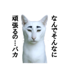 ツンデレ猫「マロ」〜眉毛で語る気まぐれ王（個別スタンプ：21）