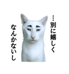 ツンデレ猫「マロ」〜眉毛で語る気まぐれ王（個別スタンプ：22）