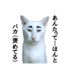 ツンデレ猫「マロ」〜眉毛で語る気まぐれ王（個別スタンプ：23）