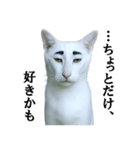ツンデレ猫「マロ」〜眉毛で語る気まぐれ王（個別スタンプ：24）