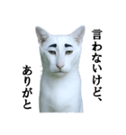 ツンデレ猫「マロ」〜眉毛で語る気まぐれ王（個別スタンプ：25）