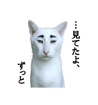 ツンデレ猫「マロ」〜眉毛で語る気まぐれ王（個別スタンプ：26）