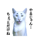 ツンデレ猫「マロ」〜眉毛で語る気まぐれ王（個別スタンプ：27）