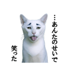 ツンデレ猫「マロ」〜眉毛で語る気まぐれ王（個別スタンプ：28）