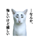 ツンデレ猫「マロ」〜眉毛で語る気まぐれ王（個別スタンプ：29）